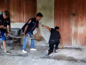 ผงะ! เจองูจงอางยักษ์ตัวยาว 4 เมตรนอนขดใต้โซฟา เจ้าของบ้านแทบช็อกตามกู้ภัยช่วยจับ