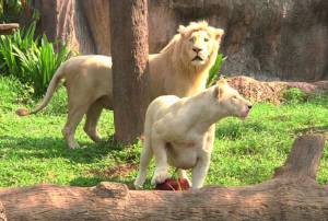 ปรี๊ด 41 องศาฯ! สวนสัตว์โคราชเสิร์ฟเมนูแช่แข็งให้เสือ สิงโต ชะนีกินคลายร้อน (ชมคลิป)