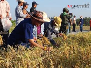ผวจ.ปัตตานีงร่วมพิธีเก็บเกี่ยวข้าวพระราชทานซิบูกันตัง