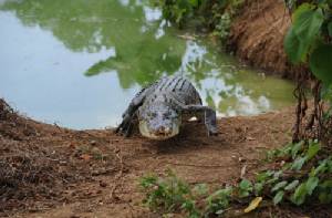 Russian tourist killed by a crocodile in Indonesia