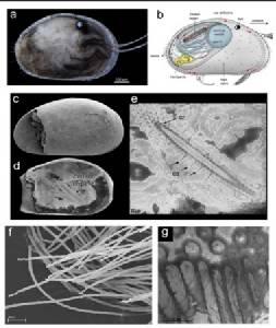 Spanish scientists use skin cells to create human sperm