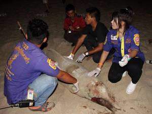 พบซากโลมาสีชมพูริมหาดท่าศาลา ชาวบ้านหวั่นสูญพันธุ์