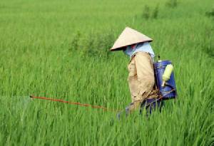 พบคนป่วยจากยาฆ่าแมลงเพิ่ม 4 เท่า หวั่นทำเป็นหมัน เซ็กซ์เสื่อม