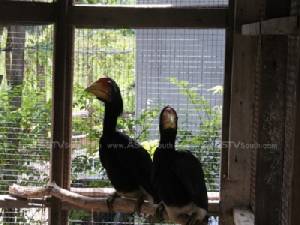 เจ้าหน้าที่นำลูกนกเงือกหัวแรดไปอนุบาลที่สถานีเพาะเลี้ยงสัตว์ป่าโคกไม้เรือ