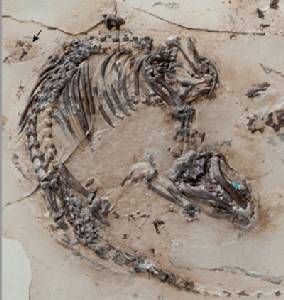 US fossils reveal two new species of horned dinos