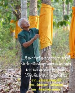 ฝาก..ยางนาพญาไม้ / รัตนธาดา แก้วพรหม