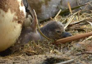Japan hatches penguin chicks using artificial insemination