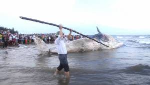 ภาพชุดใหญ่ ..เวียดนามนับหมื่นใช้เวลา 2 วัน ลากวาฬ 7 ตันขึ้นฝั่งไปฝังใน “สุสาน”