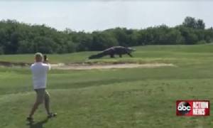 ตะลึง!! จระเข้ยาว 4.5 เมตร โผล่สนามกอล์ฟ คาดใหญ่สุดอันดับ 2 ที่เคยเจอ