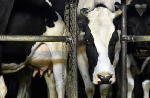 Japan suspends Australian cattle imports over infection