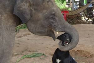 คู่ซี้ต่างสายพันธุ์! พบ “ช้างน้อย” สุรินทร์เป็นเพื่อนรัก “มะหมา” มิตรภาพความผูกพันยากเกิดขึ้นได้ (ชมคลิป)