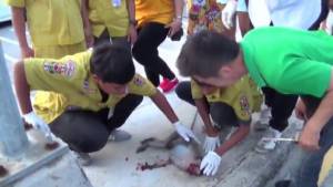 ลิงแสมเพศเมียถูกรถยนต์ชนกลางสะพานเลียบชายทะเลเมืองชลฯ ตายอนาถ