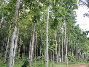 “คาร์บอนเครดิต...ป่าให้ชีวิต” เกษตรกรสตูลแบ่งพื้นที่ปลูกป่าใหญ่คืนธรรมชาติ
