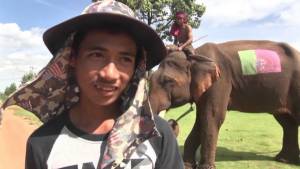 รับซาก “พลายเพิ่มพูน” ฝังแล้วที่วัดในอุบลฯ วอนนำช้างกลับคืนถิ่นเข้าโครงการฯ รับเงินหมื่น/เดือน