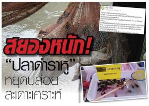 สยองหนัก! "ปลาดำราหู" น่ากลัวกว่าที่คิด หยุดปล่อยสะเดาะเคราะห์