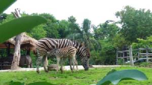 สวนสัตว์เปิดเขาเขียวอวดโฉม “ลูกม้าลาย” สมาชิกใหม่ ต้อนรับวันเข้าพรรษา