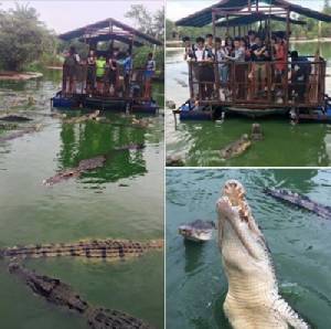 เตรียมแห่ไป...แชร์ว่อนภาพนักท่องเที่ยวล่องแพป้อนอาหารจระเข้แบบเสียวๆ ที่ “อาณาจักรช้าง”