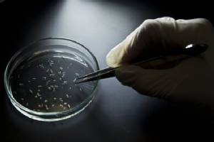 Possible Zika outbreak detected in Florida