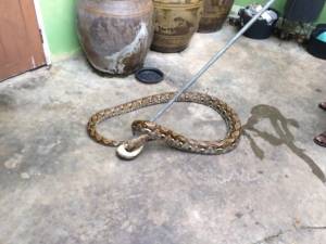ขนลุก! งูหลามยาว 3 เมตรเลื้อยเขมือบแมว เจ้าของบ้านแจ้ง จนท.จับปล่อยป่า