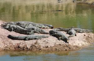 American surfer in hospital after Costa Rica croc attack