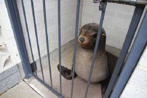 Australian woman finds napping seal in cemetery toilet