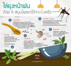 ไล่ยุงหน้าฝน ด้วย 5 สมุนไพรหาได้จากในครัว