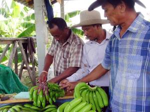 เกษตรกรระโนดเฮ! เก็บกล้วยหอมทองปลอดสารส่งออกญี่ปุ่นรุ่นแรกผลผลิตดีเกินคาด