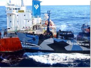 สถาบันล่าวาฬญี่ปุ่นบรรลุข้อตกลงขัดแย้งทางทะเลกับกลุ่มอนุรักษ์ Sea Shepherd  หลังเคยโดนขับเรือพุ่งเข้าชนกลางมหาสมุทร