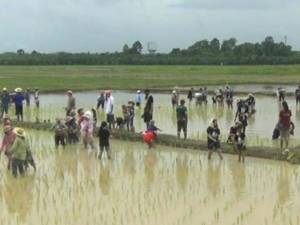 ตรังจัดกิจกรรม “ข้าวตรังคืนถิ่นสินแห่งลุ่มนางน้อย”