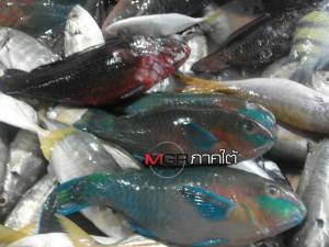 อย่าซื้อ! ห้ามขายปลานกแก้วในตลาดสดกระบี่แล้ว