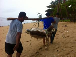 ตายอีกตัว! พบซากเต่าตนุถูกคลื่นซัดเกยหาดเกาะลันตา