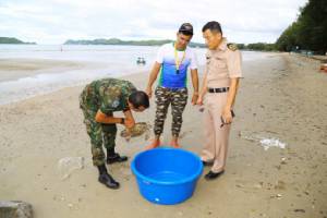 พบซากเต่ากระตายเกยหาดกองเรือ