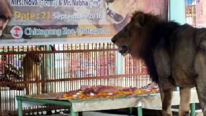 Bangladesh zoo throws wedding for lions with meat cake