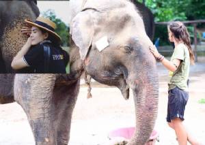 “เชอรี่” สุดเศร้าโพสต์อาลัยช้างชรา “คุณยายโบว์”ผู้จากไป