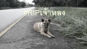 #RIPเจ้าหลง ปิดฉาก “หมาน้อยคอยนาย” ผู้ซื่อสัตย์จนนาทีสุดท้าย