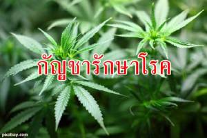 เปิดสูตร..."การใช้กัญชารักษาโรค" / ปานเทพ พัวพงษ์พันธ์