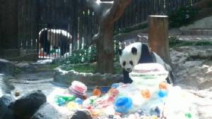 สวนสัตว์เชียงใหม่จัดฉลองวันเกิดแพนด้า “หลินฮุ่ย” อายุ 15 ปี-ลุ้นผสมพันธุ์ต่อเนื่อง(ชมคลิป)