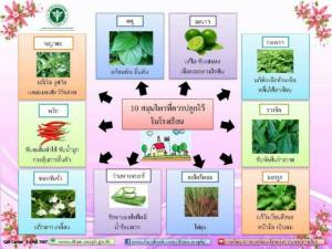 10 สมุนไพรที่ควรปลูกไว้ในโรงเรียน