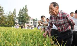 โครงการ 2,000 ล้านฯ! บิดาแห่งข้าวไฮบริดจีน เตรียมขยายผลผลิตข้าวน้ำเค็ม