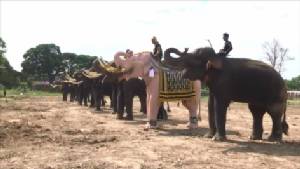วังช้างแลเพนียดอยุธยา เตรียมนำช้างเข้าร่วมแสดงความอาลัยในหลวง