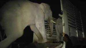 “ช้างแลเพนียด” อยุธยา 11 เชือก มุ่งหน้าพระบรมมหาราชวังกราบถวายบังคัมพระบรมศพแล้ว