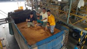 เกษตรกรแห่ขายข้าวโพดที่จุดรับซื้อของซีพี พอใจได้ราคาตามคุณภาพและเงื่อนไขดีกว่า