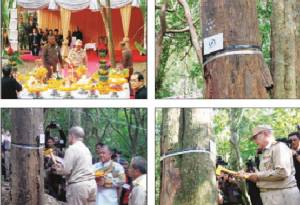 ‘ไม้จันทน์หอม’ แห่งผืนป่ากุยบุรี ไม้มงคลชั้นสูงสู่ ‘พระบรมโกศ’ แห่งองค์พระมหากษัตริย์