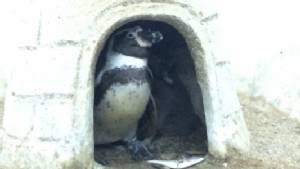 สวนสัตว์เชียงใหม่เฮส่งท้ายปี เผยโฉม “ลูกนกเพนกวินฮัมโบลด์” ขยายพันธุ์สำเร็จตัวแรกรอบ 5 ปี