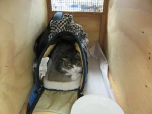Kitty smuggler lets cat out of the bag in New Zealand