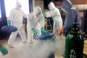 Japan culling 90,000 more birds for avian flu