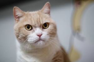 Tsim Tung Cream Brother, the celeb cat