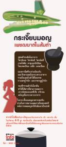 กระเจี๊ยบมอญ : เพชฌฆาตพยาธิตัวจี๊ดในส้มตำ