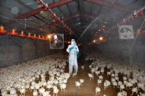 Fears over bird flu in China after 9 deaths this year