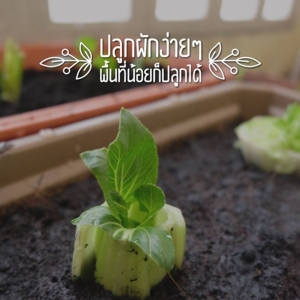 กดว้าวรัวๆ ไอเดียปลูกผักกินเองของคนอยู่หอ ที่แคบแค่ไหนก็ปลูกได้!